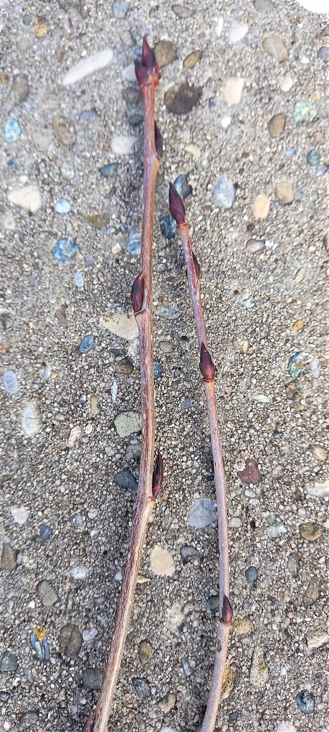 Aronia trgt nur an der Spitze Knospen, diesehr spitz sind.