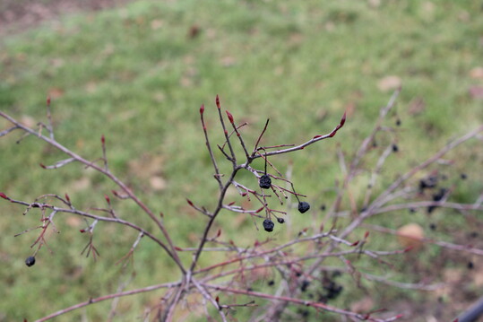 Aronia mit sehr spitzen, anliegenden, roten Knospen
