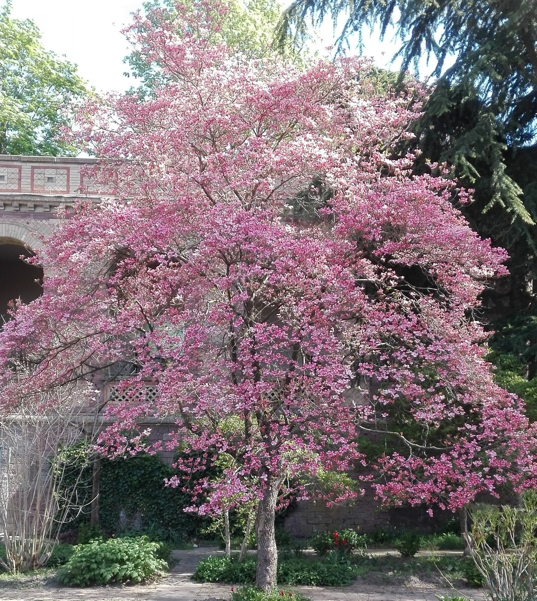 Der alte Blumenhartriegel im Botanischen Garten blht