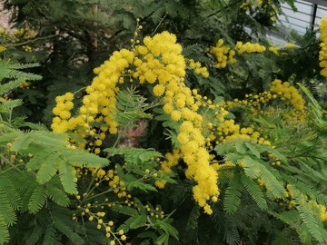 Im Grau des Winters sind sie eine auffllige Augenweide: die gelben Pompomblten der Silberakazie