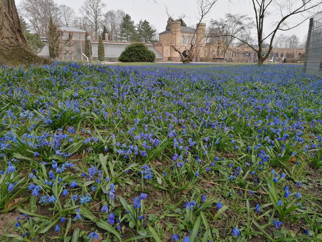 Die Scillablüte eröffnet in jedem Jahr die Freilandsaison des Botanischen Gartens in Karlsruhe.