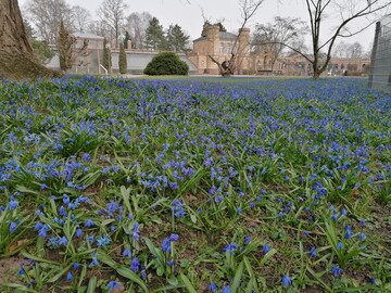  Die Scillablte erffnet in jedem Jahr die Freilandsaison des Botanischen Gartens in Karlsruhe. 