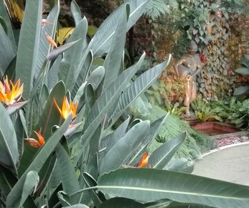 Schon 1825 gehrten die Strelitzien zum Bestand des Botanischen Gartens Karlsruhe