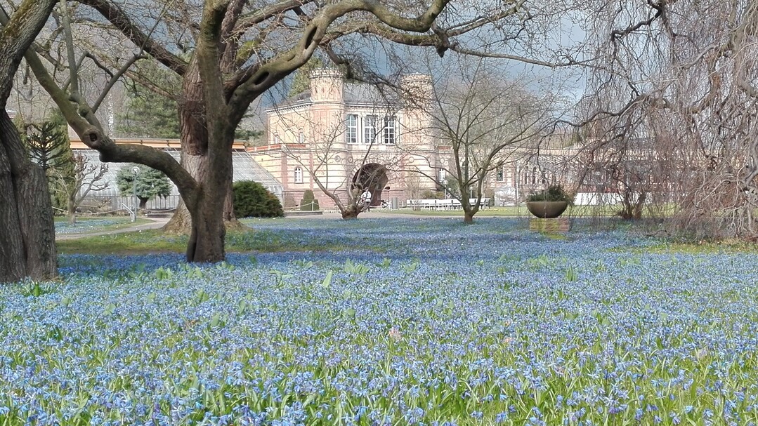 Auf den Rasenflchen des Botanischen Gartens Karlsruhe blhen unzhlige Sibirische Blausterne