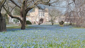 Auf den Rasenflchen des Botanischen Gartens Karlsruhe blhen unzhlige Sibirische Blausterne
