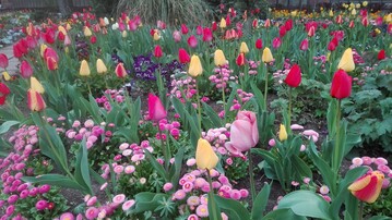 Heutzutage knnen die Gste im Botanischen Garten in ein Bltenmeer aus 7.000 Tulpenblten eintauchen