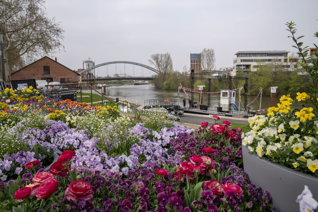 Mit reichem Blütenflor präsentiert sich die BUGA am Eröffnungstag