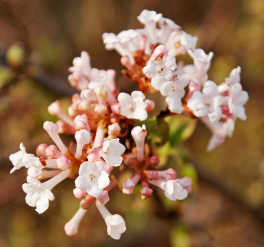 Einige Arten des Schneeballs blühen ab Dezember und verbreiten einen zarten Duft.