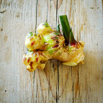 Hier ist gut zu sehen, dass die Ingwerknolle eine Sprossachse ist