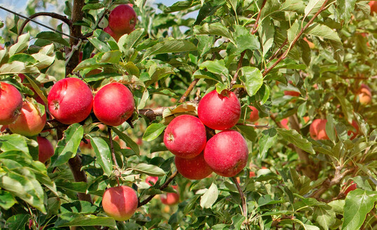 Rote �pfel sind die Vorl�ufer der Kugeln am Christbaum