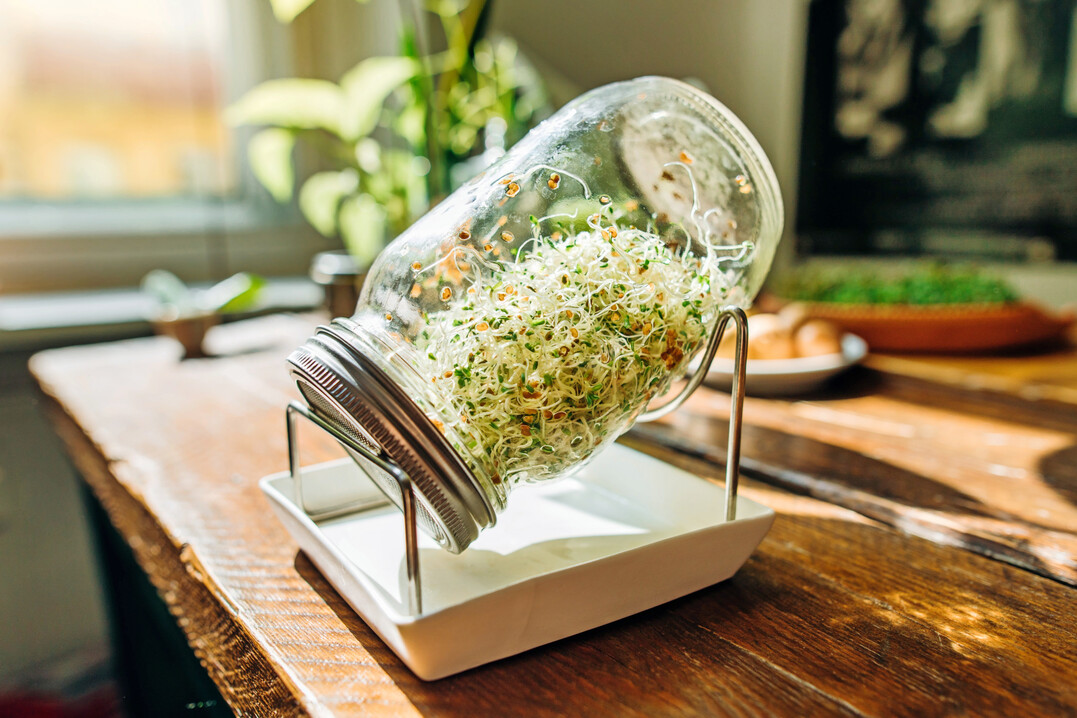 Keimgl�ser sind praktische Hilfsmittel f�r die Sprossenanzucht