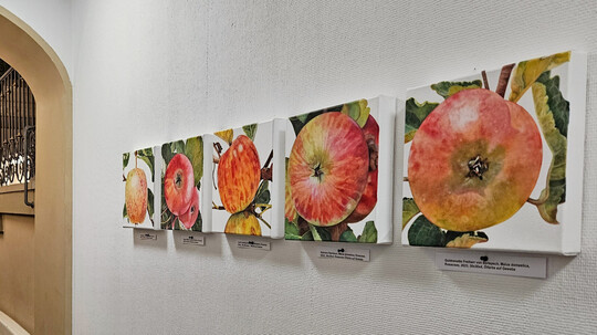 Ausschnitt der Bilder-Ausstellung im Hemminger Schloss.