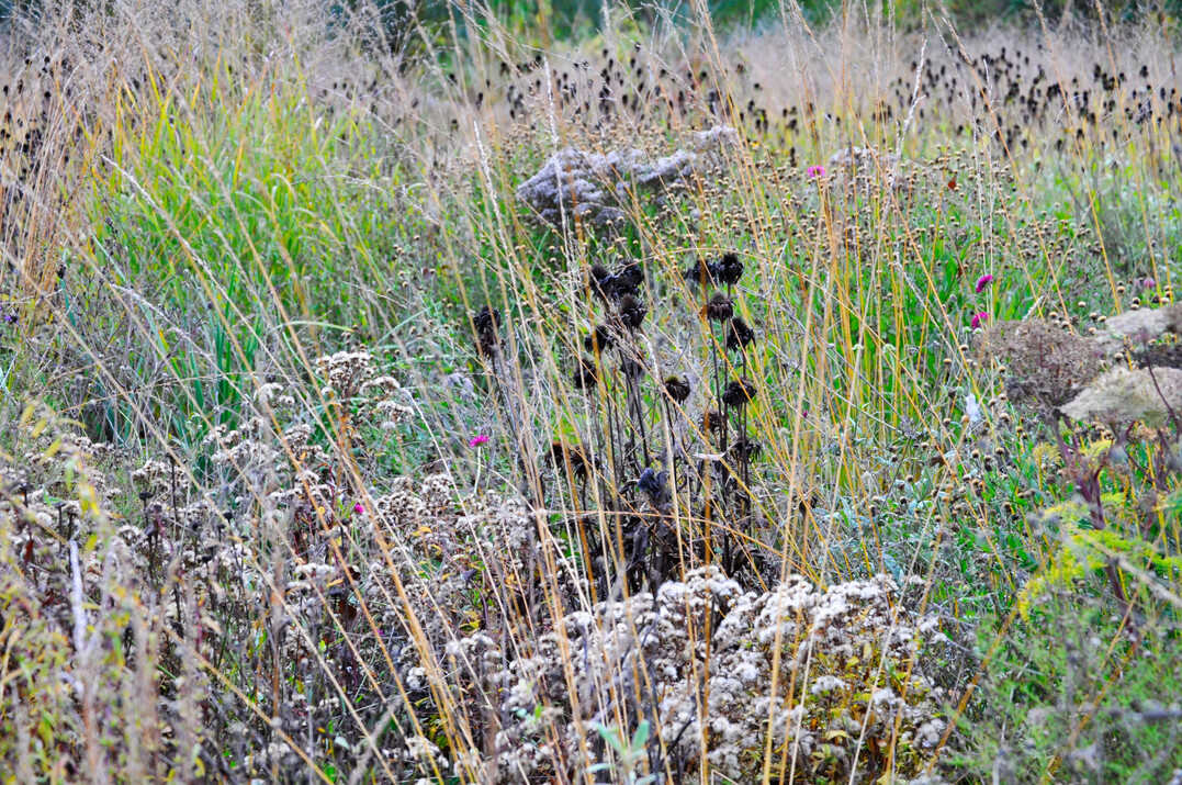 Spätsommer- und Herbstblüher für Nützlinge und Vögel stehen lassen.