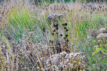 Sptsommer- und Herbstblher fr Ntzlinge und Vgel stehen lassen.
