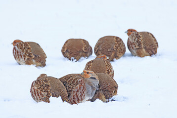 Die auf offenem Boden gut getarnten Rebhühner fallen im Schnee auf