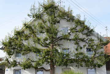 Ein �ber Generationen gepflegtes und somit erhaltenes Hochspalier