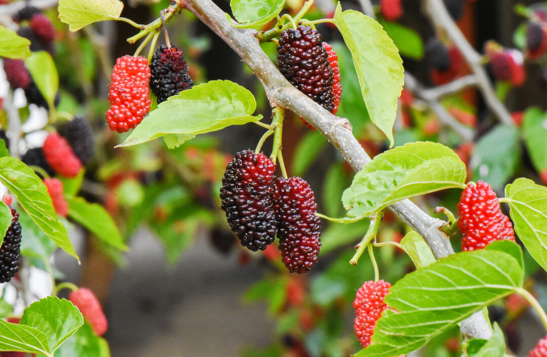 Bei Streuobst denken viele wahrscheinlich erst einmal an Äpfel, Birnen oder Pflaumen. Das könnte sich in Zukunft vielleicht ändern. Beispielsweise könnte die Maulbeere dann eine größere Rolle spielen.