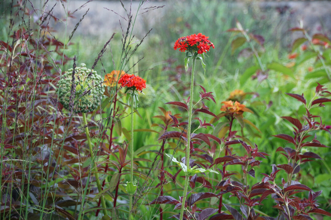 Ein naturnaher Garten ist nicht nur gut frs Klima. Den Artenreichtum in all seinen Formen und Farben im eigenen Garten zu erleben, bereichert auch das persnliche Wohlbefinden. 