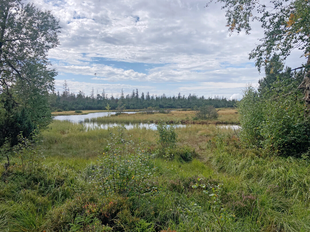 Auch in Baden-Wrttemberg gibt es Moorlandschaften! Das Hochmoor rund um Kaltenbronn gehrt zu den grten Torflagern Baden-Wrttembergs. 
Das mit auf ber 900 Metern hoch gelegene Hochmoor steht seit ber 60 Jahren unter Naturschutz.