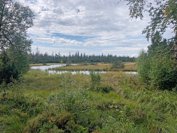 Auch in Baden-Wrttemberg gibt es Moorlandschaften! Das Hochmoor rund um Kaltenbronn gehrt zu den grten Torflagern Baden-Wrttembergs. 
Das mit auf ber 900 Metern hoch gelegene Hochmoor steht seit ber 60 Jahren unter Naturschutz.