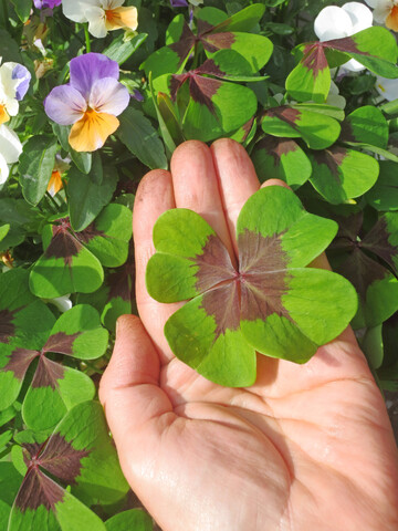 Glcksklee ist eine mexikanische, nicht winterharte Sauerkleeart