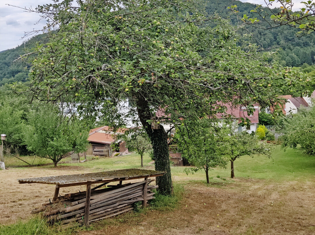 Sein schmaler Stamm l�sst kaum vermuten, dass dieser Apfelbaum deutlich �ber 100 Jahre alt sein k�nnte. Er w�chst auf einem eher wasserarmen Standort. Die Edelsorte wurde als �Lohrer Rambur� identifiziert. Es ist keine Veredelungsstelle sichtbar.