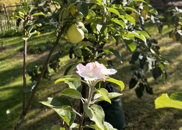 Ein seltenes Phnomen: pfel und Blten gleichzeitig an einem Baum