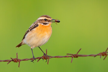 Das Braunkehlchen wurde in Deutschland zum Vogel des Jahres 2023 gewhlt.