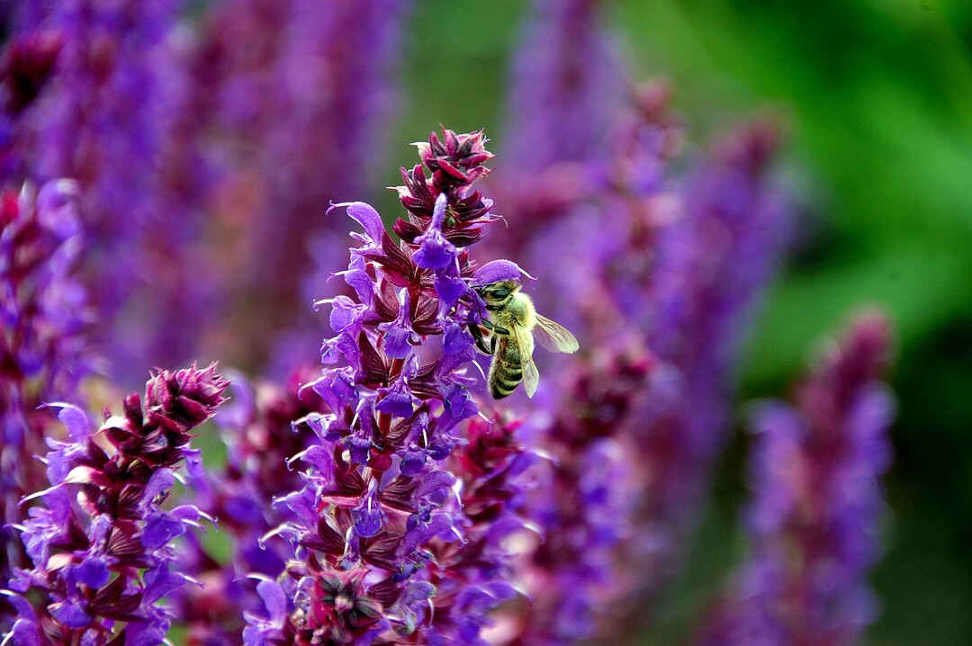 Insektenschutz, Ernährungs- und Einkommenssicherung gehören zusammen.