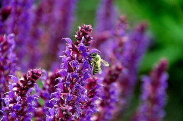  Insektenschutz, Ernhrungs- und Einkommenssicherung gehren zusammen. 