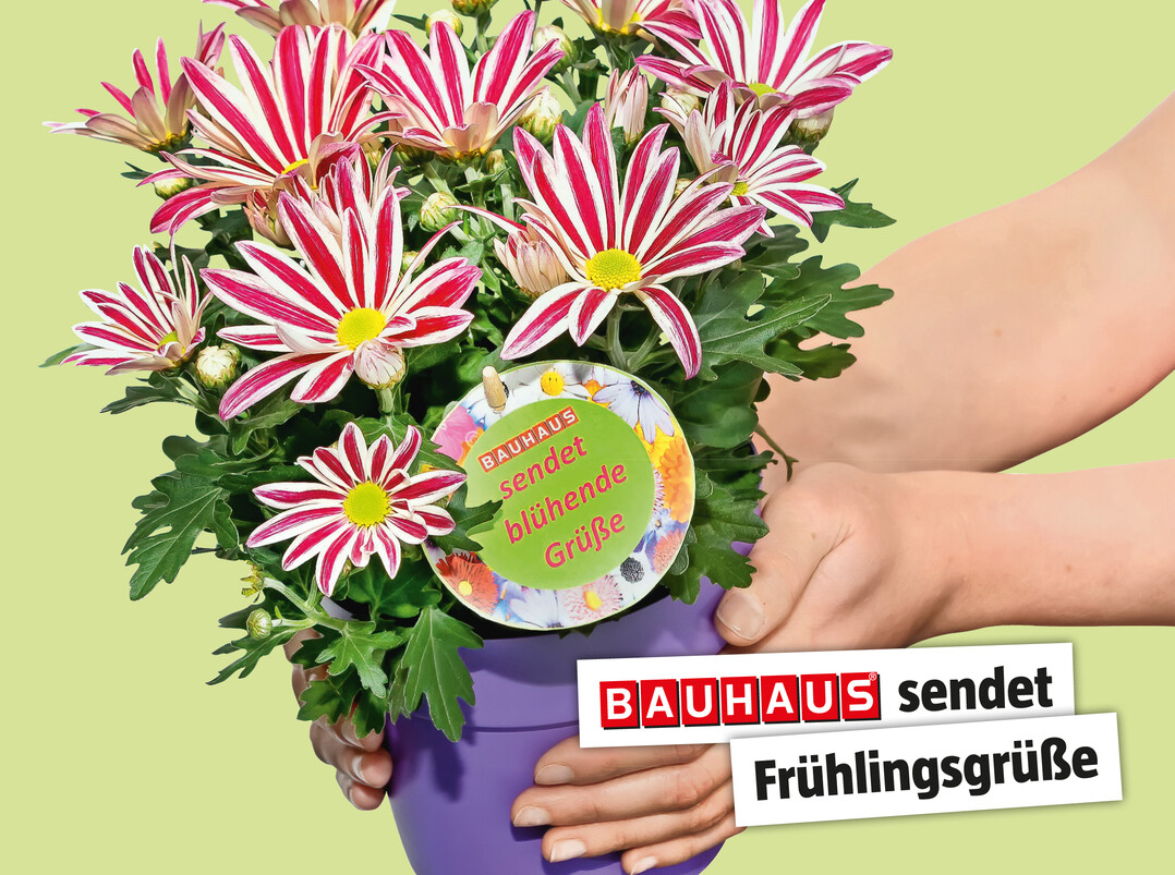 Alten- und Pflegeeinrichtungen in ganz Deutschland erhalten florale Grüße