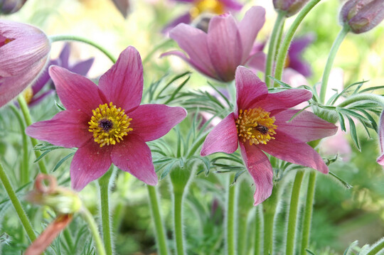 Die K�chenschelle z�hlt zu den Kaltkeimern. Die Samen dieser Pflanzen ben�tigen einen K�ltereiz f�r die Keimung.