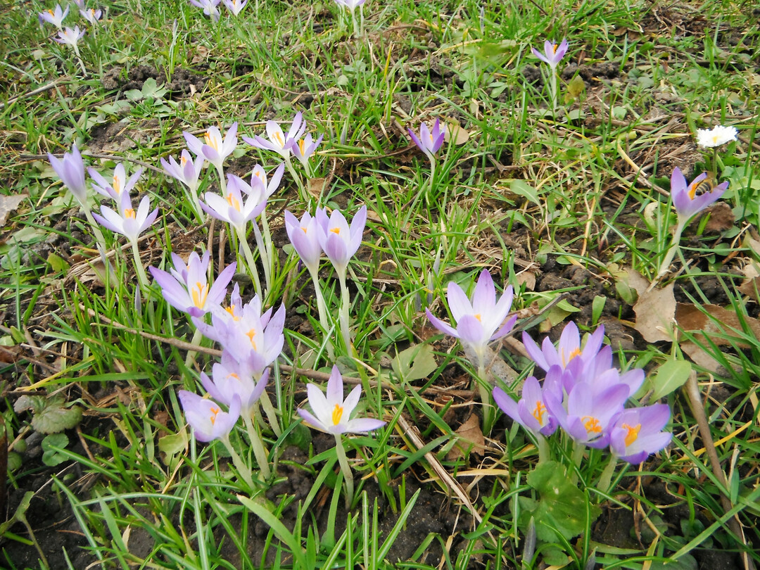 Fr�hbl�hende Krokusse dienen N�tzlingen als erstes Nahrungsangebot.