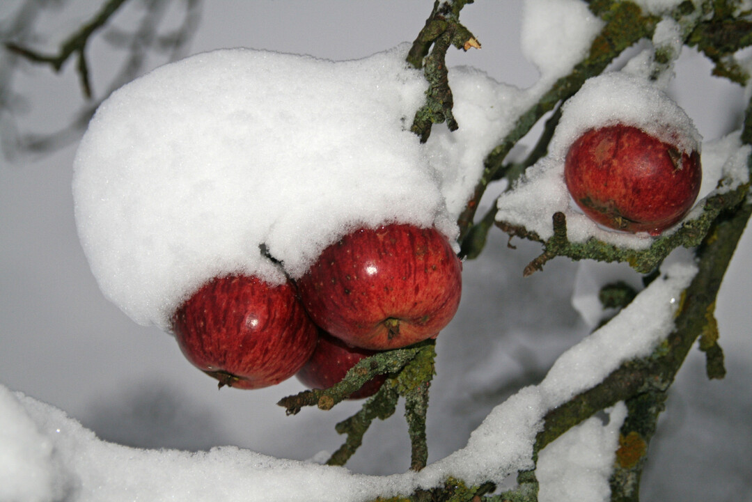 Streuobstwiese im Winter