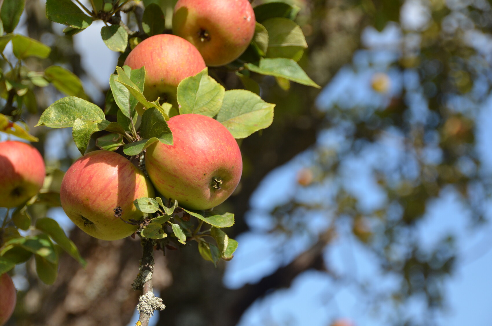 Verzeichnis von Lohnbrennereien Obst & Garten