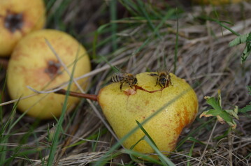 Jedes Jahr landen in Deutschland Tonnen an Obst und Gemse wegen kleinster optischer Mngel im Mll