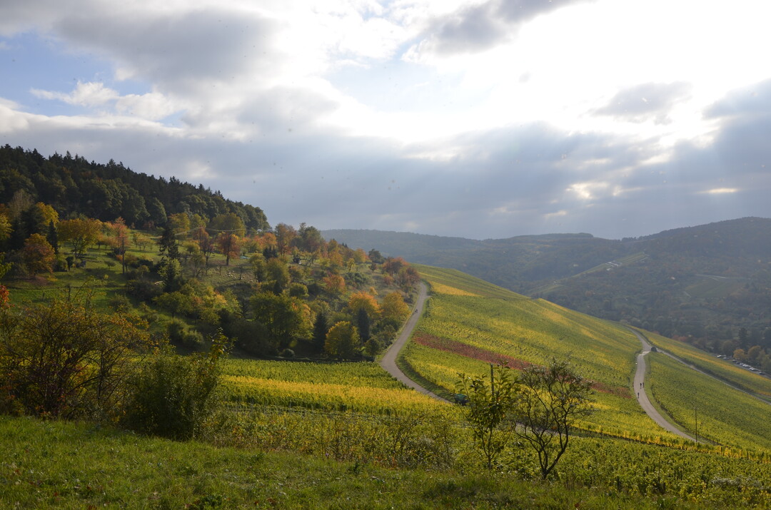 Weinberge im Herbst bei Kernen