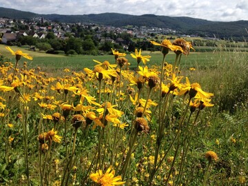 Die Echte Arnika (Arnica montana) ist in Hessen stark gefhrdet