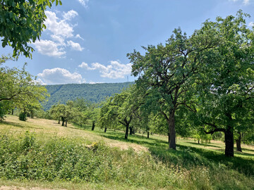 Die �Ermst�ler Knorpelkirsche� w�chst zu stattlichen B�umen heran