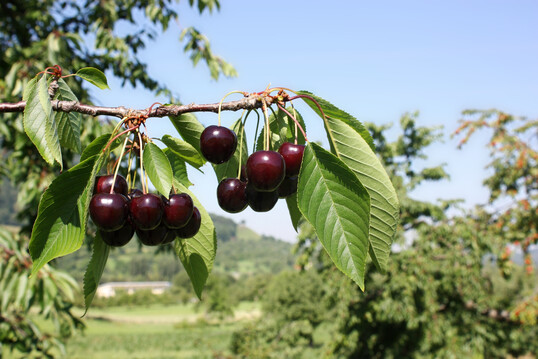 Die Fr�chte der �Ermst�ler Knorpelkirsche� bleiben eher klein