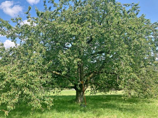 Die Krone der �Ermst�ler Knorpelkirsche� nimmt mit der Zeit viel Raum ein