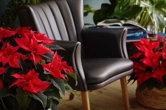 Willkommen im Dschungel! Das leuchtende Rot der Weihnachtssterne steht in einem reizvollen Kontrast zu dem Grn der Wnde und der brigen Zimmerpflanzen.

  