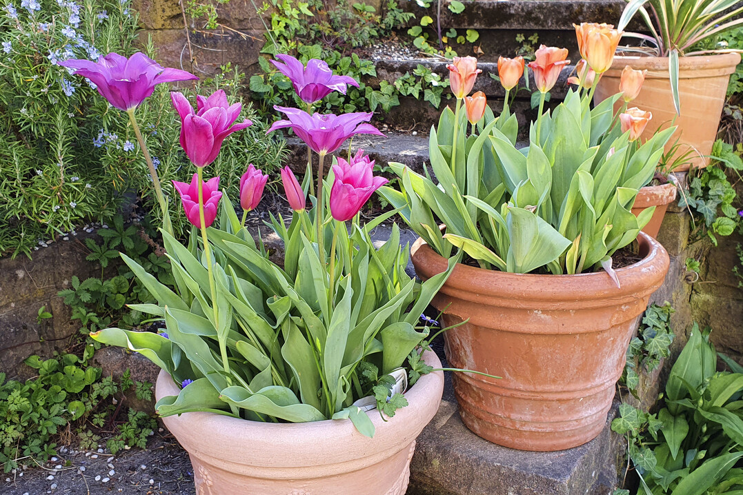Lilienblütige Tulpen in Töpfen auf einer Treppe