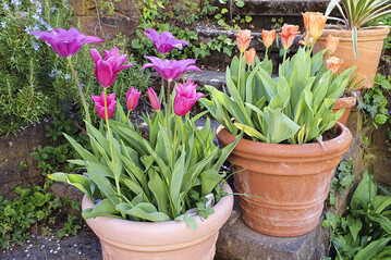 Lilienbltige Tulpen in Tpfen auf einer Treppe