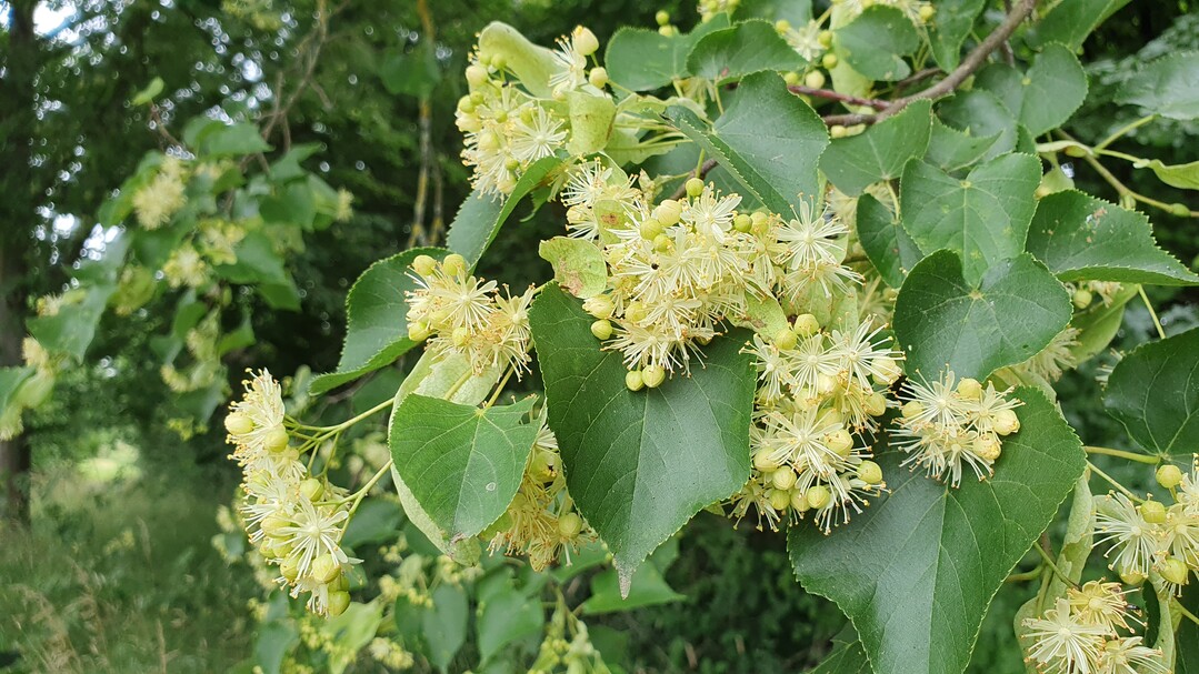 Blühende Sommer-Linde