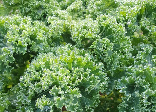 Grnkohlsorten mit krausen Blttern produzieren bei niedrigen Temperaturen mehr Senflglycoside.