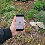 Die Hochschule Geisenheim hat eine App zur Nachhaltigkeit von Privatgärten entwickelt.