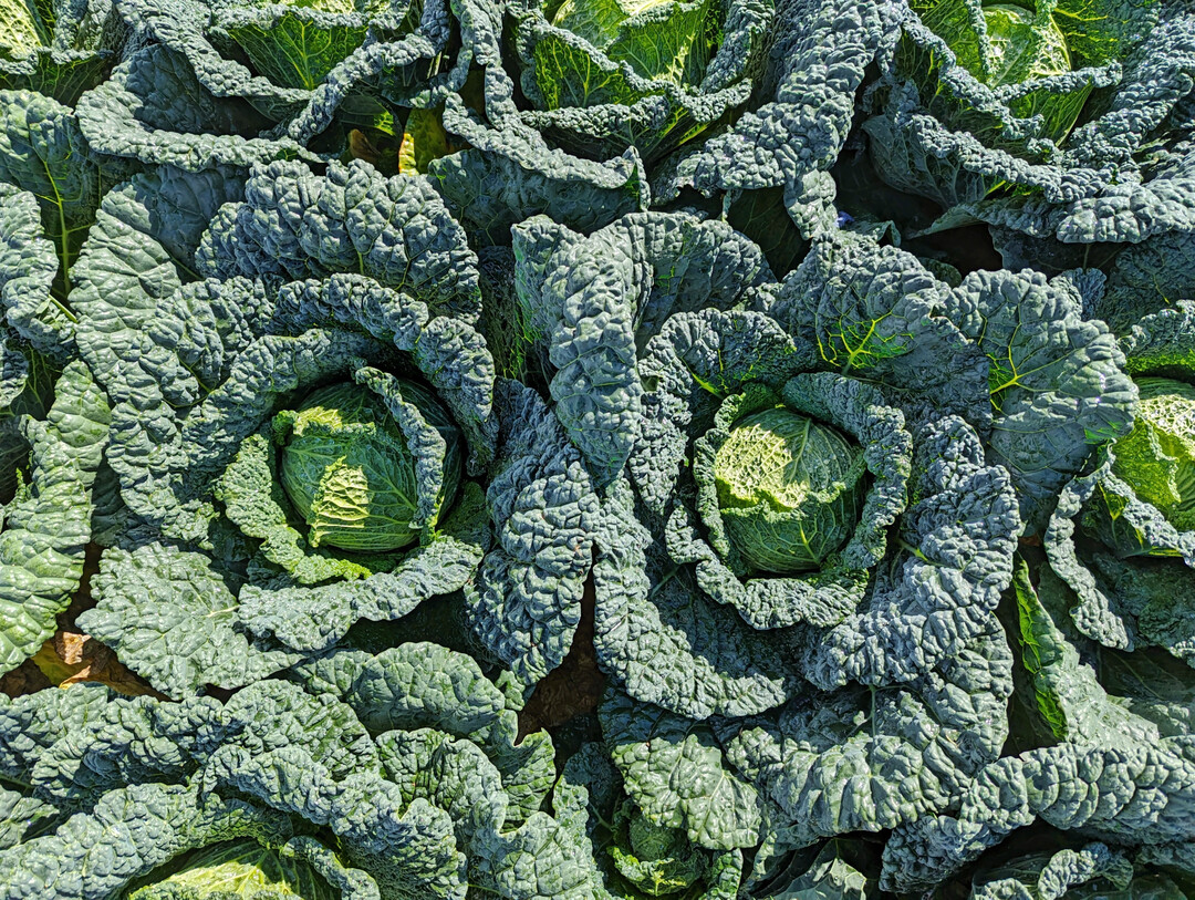 Wintergem�se l�sst sich auch mit torffreien Substraten anbauen.