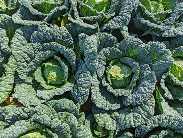 Wintergem�se l�sst sich auch mit torffreien Substraten anbauen.