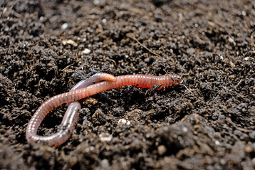 Regenw�rmer bohren G�nge durch die Bodenschichten und sorgen so f�r eine bessere Durchl�ftung